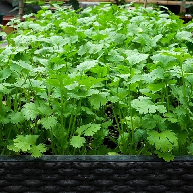 1000 Cilantro Seeds for Planting – Heirloom Coriander Herb – for Garden Beds, Pots, and Kitchen Herb Gardens