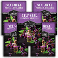 Self-Heal Seeds for Planting - Prunella Vulgaris (All-Heal, Selfheal) Hardy Perennial Ground Cover & Pollinator Wildflower, Non-GMO Heirloom Herb - Survival Garden Seeds (5 Packs)