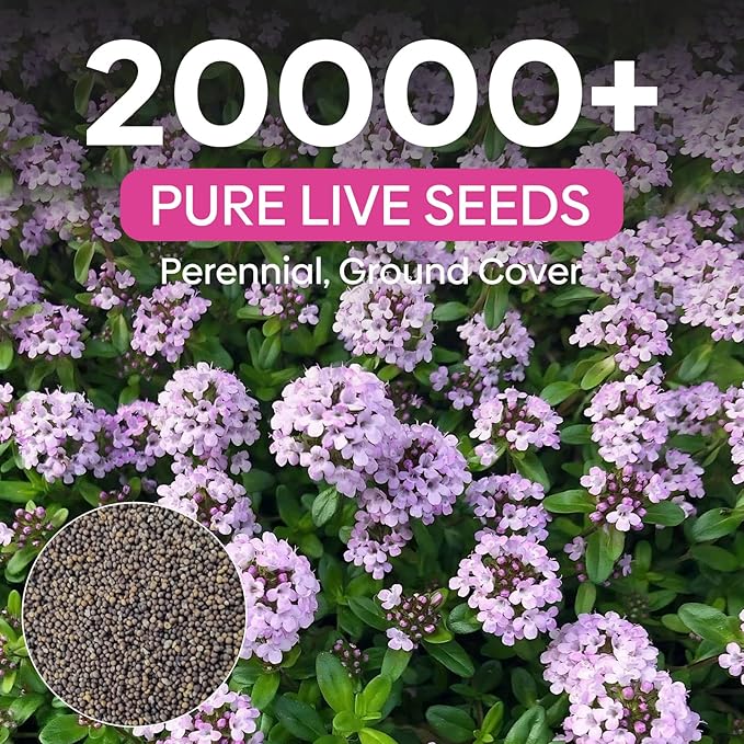 20000+ Creeping Thyme Seeds Ground Cover Plant, Perennial Thyme Flower Seeds for Planting Outdoor, Low Maintenance, Grown in The USA