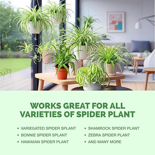 Spider Plant Fertilizer for Spider Plants, Great for Curly, Striped, and Solid Green Varieties, Liquid Fertilizer by TPS Plant Foods, 8oz (250ml)