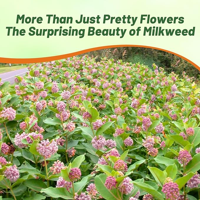 Outsidepride Common Milkweed Seeds - 50 Pcs Perennial, Heat & Humid Tolerant, Pollinator-Friendly Wildflower Seeds, Ideal for Monarch Butterflies, Cut Flowers, Borders, or Meadows
