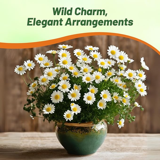Outsidepride Creeping Daisy Chrysanthemum Seeds - 10,000 Pcs. Annual, Drought Tolerant Flower Seeds for Planting in Pollinator Gardens, Cut Flowers & Low Maintenance Landscaping