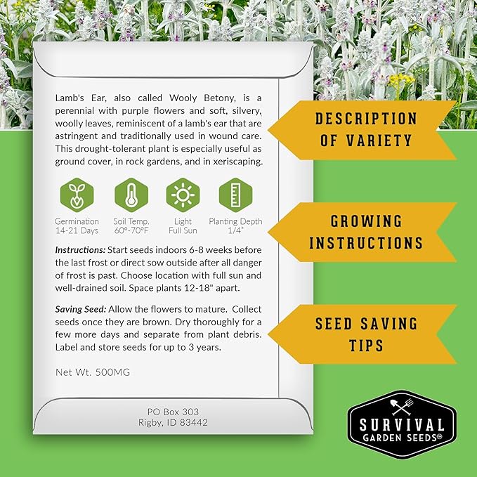 Lamb's Ear Seeds for Planting - 5 Packets with Instructions to Plant and Grow Shade and Drought Tolerant Wooly Betony in Your Home Garden - Non-GMO Heirloom Variety - Survival Garden Seeds