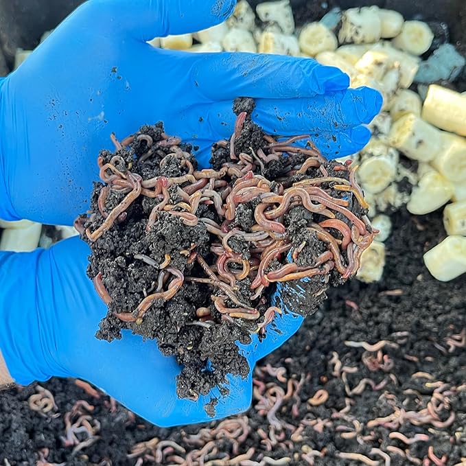 100 Live Red Wiggler Composting Worms – Starter Pack for Vermicomposting, Worm Bin & Garden Soil Improvement | Compost Worms for Organic Gardening or Fishing Bait