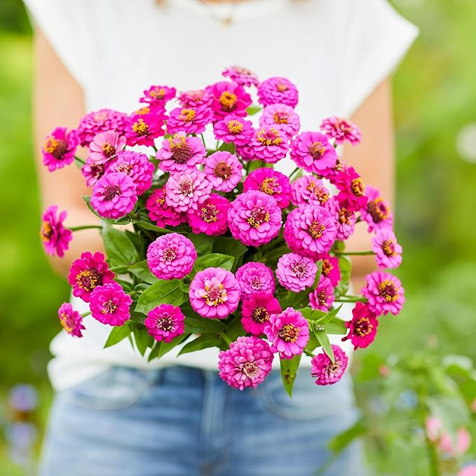 Eden Brothers Zinnia Seeds - Lilliput Purple, Non-GMO Seeds for Planting, 1 lb | Low-Maintenance Flower Seeds, Plant During Spring, Zones 3, 4, 5, 6, 7, 8, 9, 10
