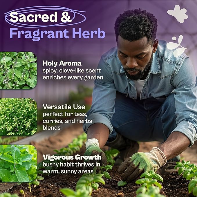 SVI 900 Holy Basil Seeds (Ocimum Sanctum) – Sacred Krishna Tulsi Seed Packets, Fragrant, Edible Basil – Non GMO Heirloom Herb Seeds for Outdoor & Indoor Herb Garden