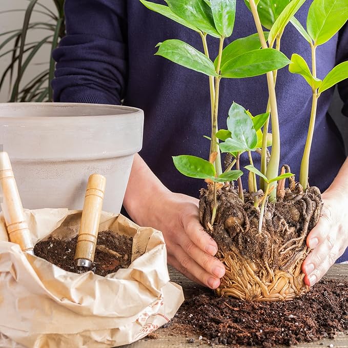Doter Organic Money Tree Soil Mix 10qt, Indoor Plants Potting Mix for All Potted Money Tree, Grow Healthy houseplants Indoors