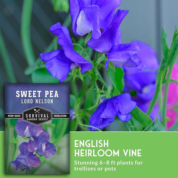 Blue Sweet Pea Seeds for Planting – Lord Nelson Heirloom Variety with Fragrant, Deep Blue Flowers on Tall Climbing Vines for Outdoor Gardens – Survival Garden Seeds (2 Packs)