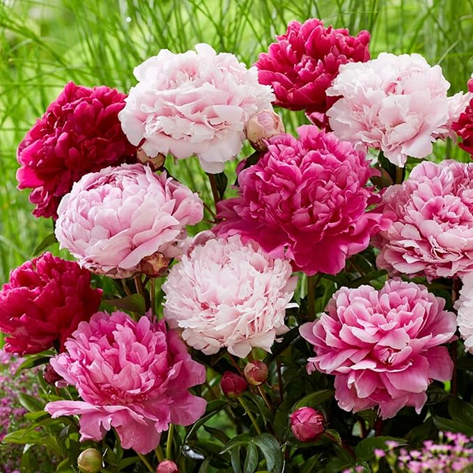 130+ Exotic Double Peony Seeds, Non-GMO Heirloom Rare Peony Seeds for Planting, Perennial Flowers with Ruffled Blooms, Attracts Butterflies Pollinators