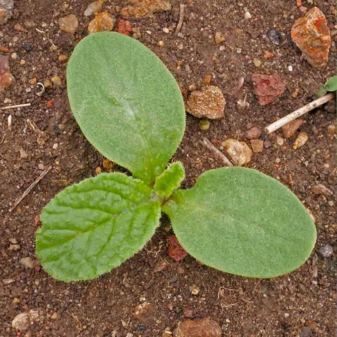 Seed Needs Borage Seeds for Planting Blue Star Flowers - Heirloom Non-GMO & Untreated - Plant a Home Grown Flowering Herb Garden Attract Bees, Butterflies & Other Pollinators (2 Packs)