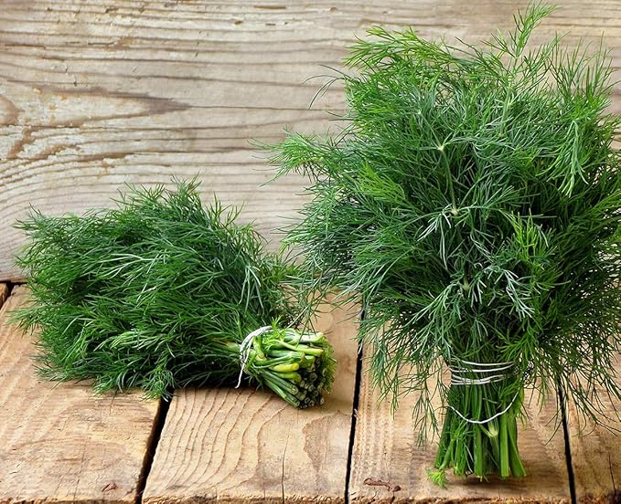 Seeds Dill Bush Type Heirloom Vegetable for Planting Non GMO