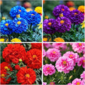 850+ Perennial Marigold Flower Seeds for Planting Outdoor-Rare Swan Tagetes Flower Seeds Plant for Your Garden Home