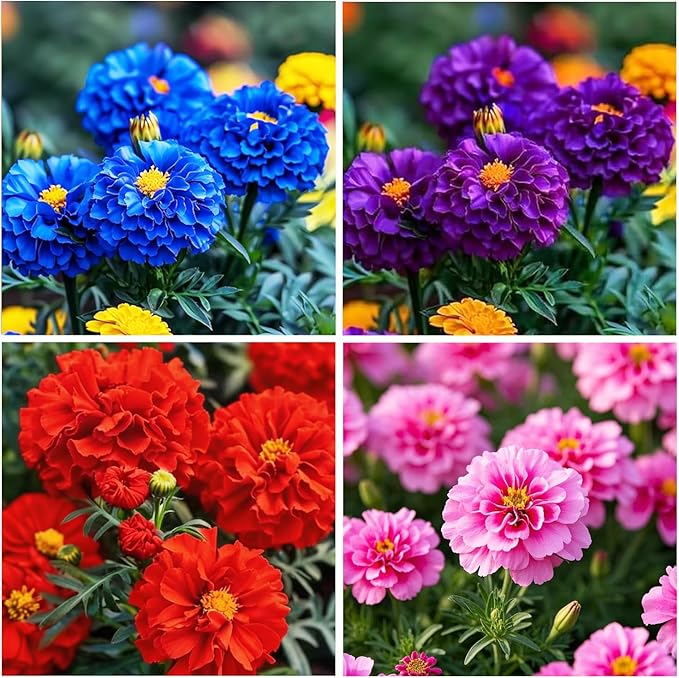 850+ Perennial Marigold Flower Seeds for Planting Outdoor-Rare Swan Tagetes Flower Seeds Plant for Your Garden Home