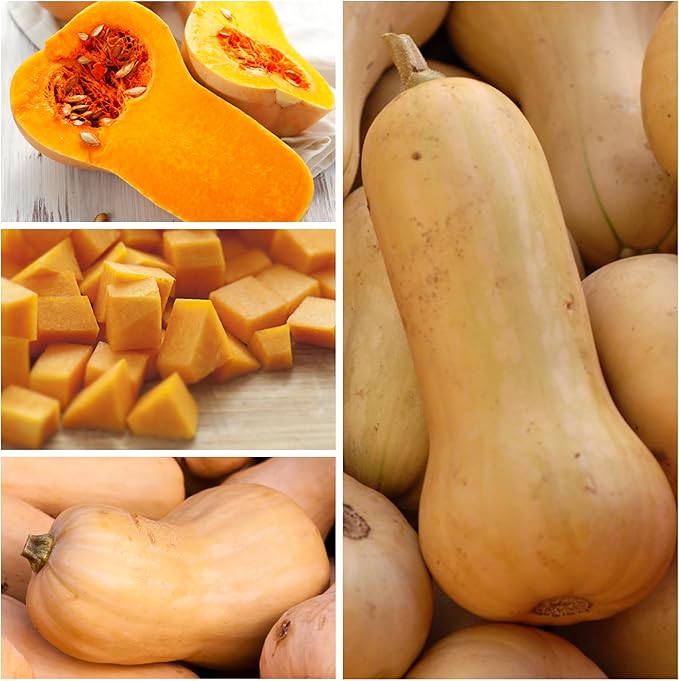 Seed Needs Waltham Butternut Squash Seeds for Planting - Non-GMO Heirloom & Untreated Summer Squash to Plant a Home Grown Outdoor Vegetable Garden (1 Pack)