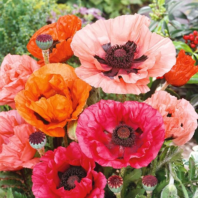 1010+ Perennial Mixed Poppy Flower Seeds for Planting Outdoors-Poppy Seeds Attracts Bees&Butterflies Fragrant Butterfly