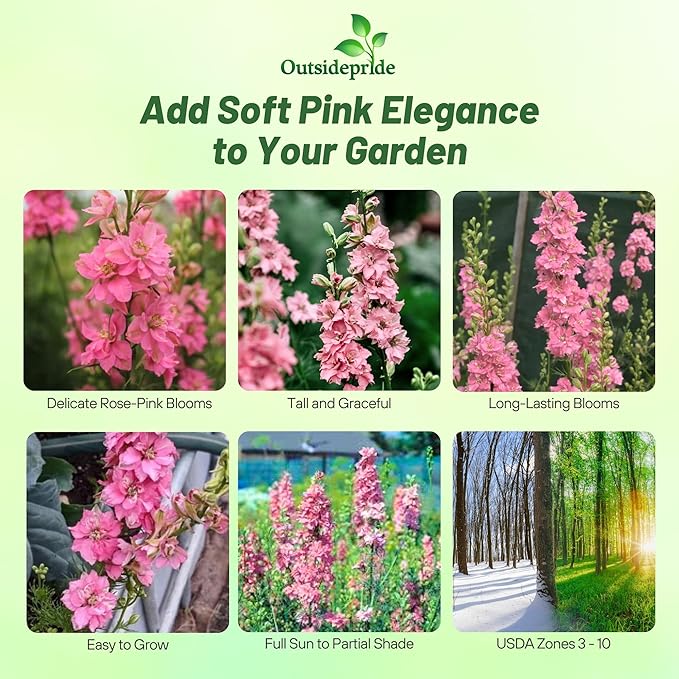 Outsidepride Delphinium Rose Larkspur Seeds for Planting Outdoors - 1000 Pcs Annual, Self-Seeding, Heat & Drought Tolerant Wildflower Seeds, Colorful Blooms for Flower Arrangement & Pollinator Garden