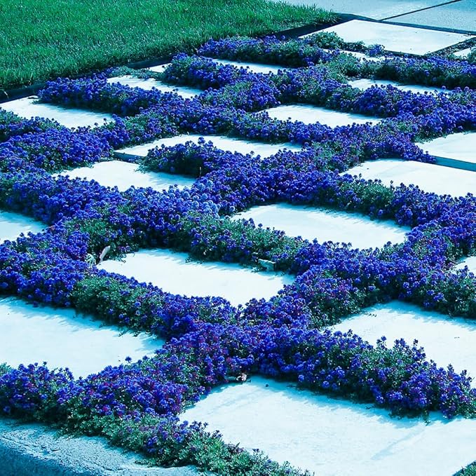 18000+ Creeping Thyme Ground Cover Seeds for Planting Outdoor-Thymus Serpyllum Herb Plants Garden Plant in Your Garden Paths Landscaping Hardy Drought Tolerant Heirloom Open-Pollinated