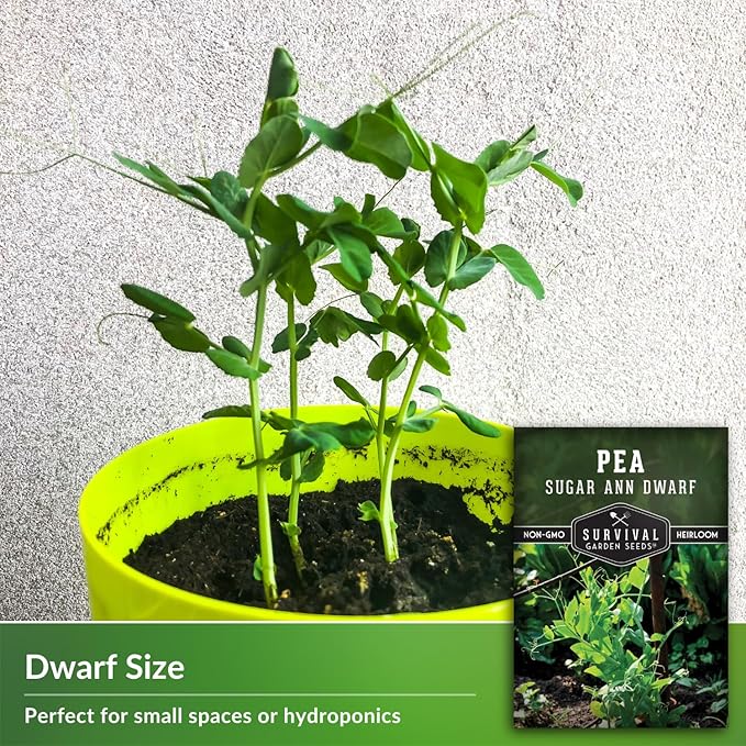 Sugar Ann Dwarf Pea Seeds for Planting - Compact Sugar Snap Peas for Containers and Small Gardens, High Yield Heirloom Open Pollinated Non-GMO - Survival Garden Seeds (1 Pack)