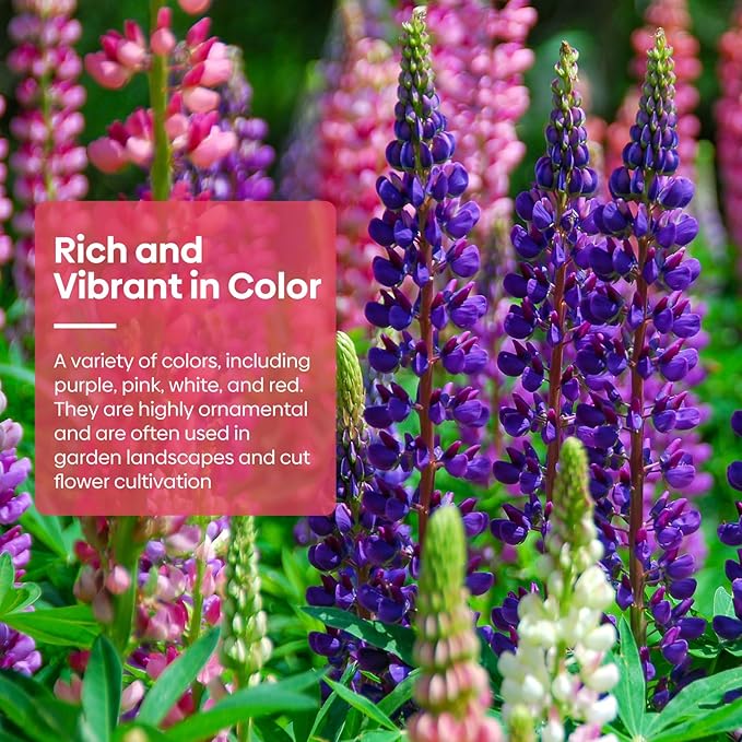 Groundio Russell Lupine Seeds, Lupinus Polyphyllus 36-48 Inch Tall Mix Color Flower, Red, White, Pink, Purple Perfect for Garden, Non-GMO, Heirloom, Open Pollinated, USDA Zone 3-9
