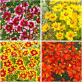 2000+Dwarf Coreopsis Wild Flower Seeds for Planting Outdoor-Perennial Coreopsis Plants Bloom Garden Home Non-GMO Heirloom