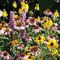 Eden Brothers Native Midwest Wildflower Seed Mix