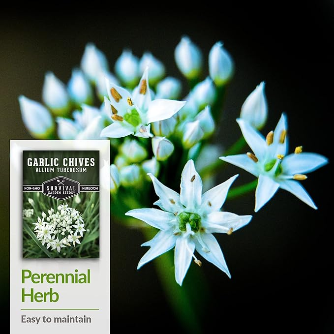 Survival Garden Seeds 3 Packs Garlic Chives Seed for Planting - Packet with Instructions to Grow Delicious Perennial Herbs in Your Home Vegetable Garden - Non-GMO Heirloom