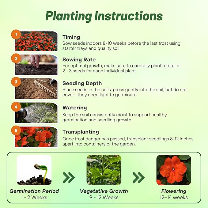 Outsidepride Beacon Orange Impatiens Flower Seeds - 50 Pcs Annual, Compact & Pollinator Friendly, Impatiens Seeds for Planting w/Vibrant, Abundant Blooms for Shade Gardens & Container Displays