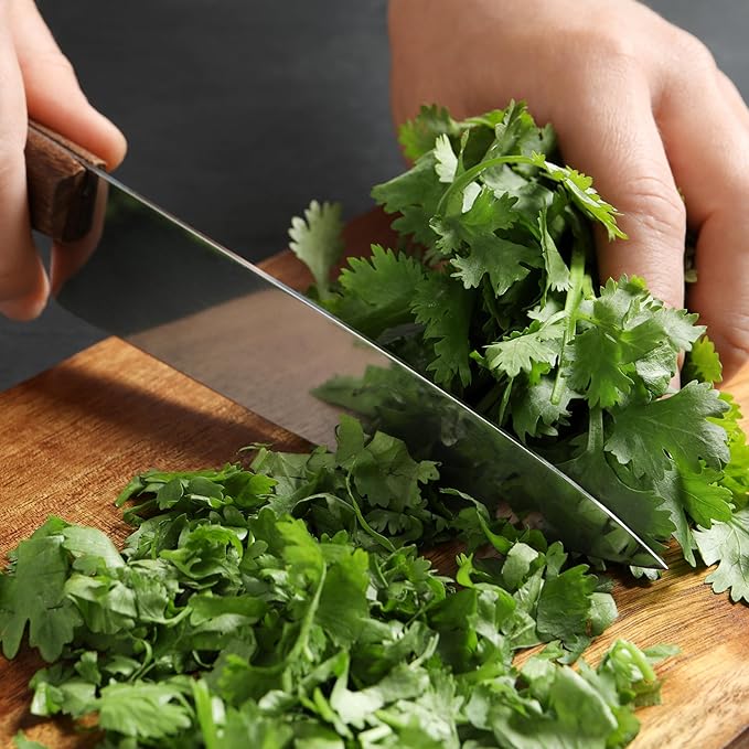 Seed Needs Cilantro Seeds for Planting Coriander Kitchen Herbs - Non-GMO Heirloom & Untreated - Grow a Home Grown Herb Garden Indoors or Outdoors (1 Pack)