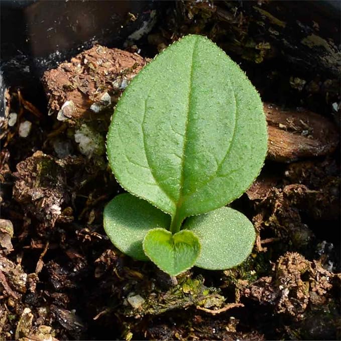 Seed Needs White Swan Coneflower Seeds for Planting Echinacea - Heirloom & Open Pollinated Perennial Flower - Attract Pollinators to a Butterfly Garden (1 Pack)