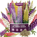 Russell Lupine Seeds (0.35oz - 1000+ Seeds) - Mixed Color Perennial Wildflower - Lupinus polyphyllus - Non-GMO Heirloom Seeds for Planting, Attracts Bees & Hummingbirds,