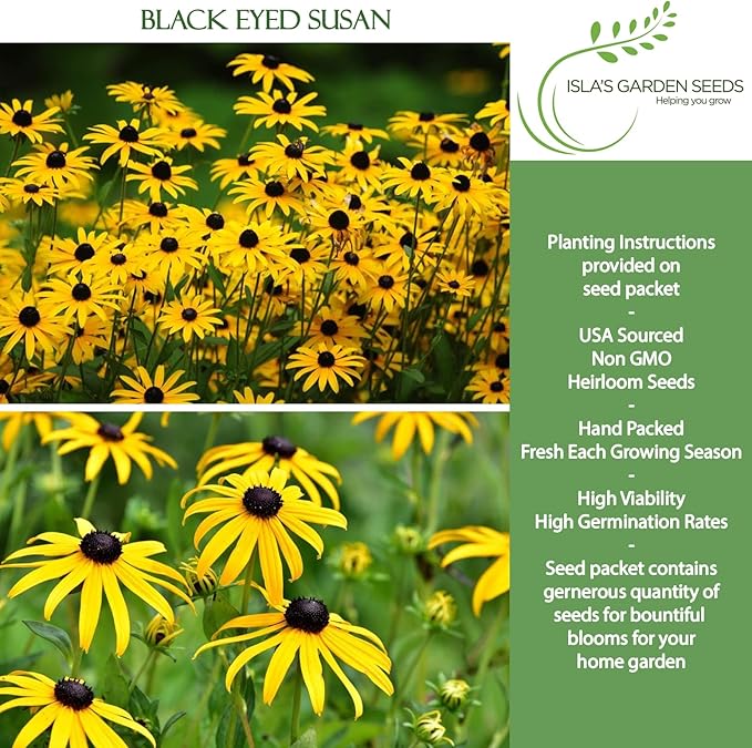 Black Eyed Susan Seeds (Rudbeckia hirta) – 3000+ Non-GMO & Heirloom Flower Seeds, Bright Yellow Blooms with Dark Centers, by Isla’s Garden Seeds, Great for Pollinators & Wildflower Gardens