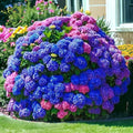 35 Mixed Color Hydrangea Seeds – Blue, Pink & Purple Blooming Flower Seeds for Home Garden Planting, Non-GMO