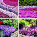 1000pcs Purple Creeping Thyme Seeds Ground Cover, Thyme Seeds for Planting Outdoors,Perennial Thymus Serpyllum Seed Flower Non-GMO Heirloom for Garden Home