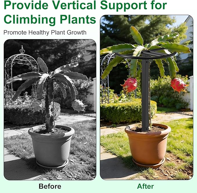 Adjustable Dragon Fruit Trellis, Heavy Duty Metal Plant Support Frame for Climbing Plants, Cactus, Roses & Vines, Rust Proof Durable Vertical Garden Support for Indoor & Outdoor Potted Plants