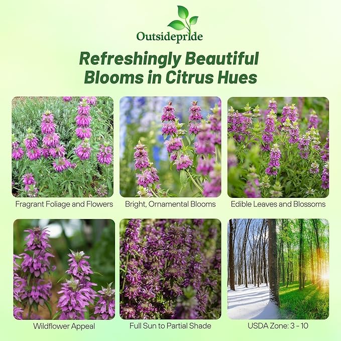 Outsidepride Lemon Bee Balm Seeds - 5000 Pcs Annual, Easy to Grow & Pollinator Friendly Monarda Citriodora Flower Seeds for Planting Fragrant Lavender Pink Blooms, Ideal for Teas & Potpourri