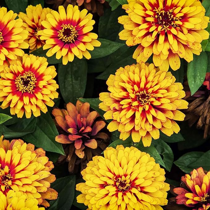 Eden Brothers Zinnia Seeds - Swizzle Scarlet & Yellow, Non-GMO Seeds for Planting, Packet | Low-Maintenance Flower Seeds, Plant During Spring, Zones 2, 3, 4, 5, 6, 7, 8, 9, 10, 11