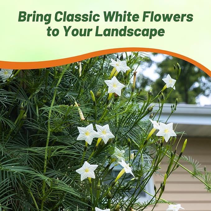 Outsidepride White Cypress Vine Seeds - 200 Pcs Annual Flower Seeds with Nectar-Rich, Star-Shaped Flowers & Feathery, Fern-Like Leaves for Fences, Trellises, Pergolas & Vertical Gardens
