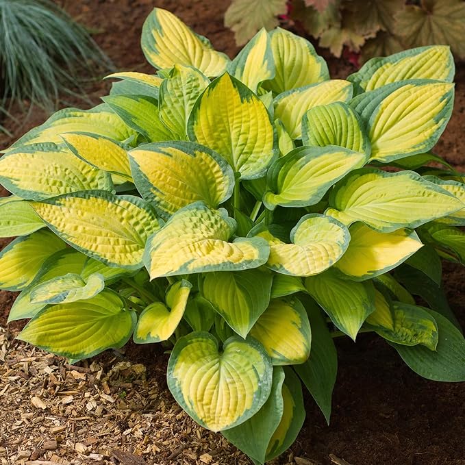 200+ Seeds Perennial Hosta Flower Seed for Planting Outdoors Garden Beauties