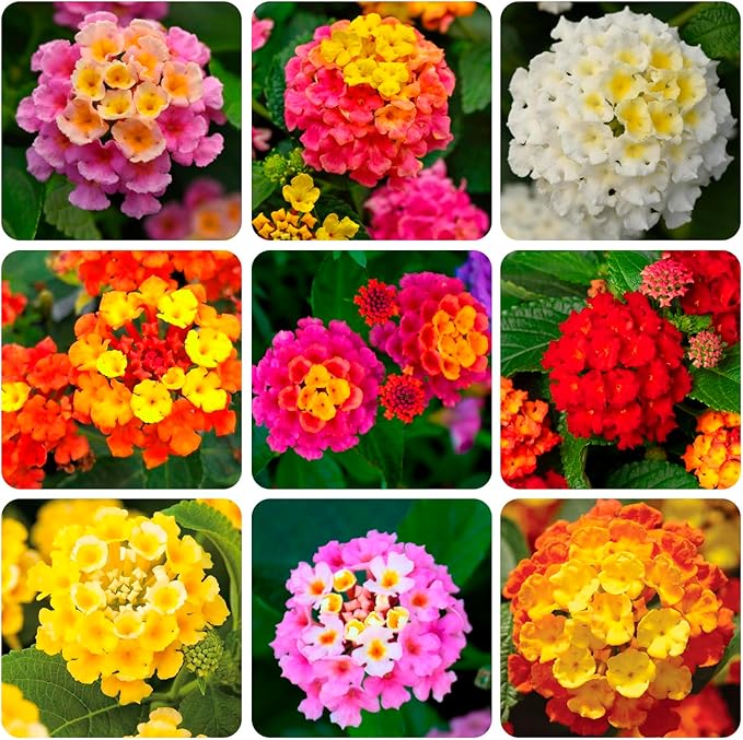 310+ USA PERMIUM Perennial Mix Lantana Camara Flowers Seeds for Planting Outdoors-Non GMO Heirloom Fragrant Garden Flowers Open Pollinated