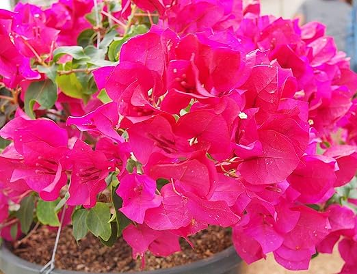 Bougainvillea Fertilizer by Nelson Plant Food