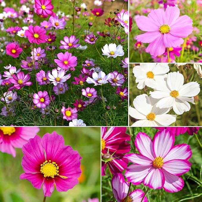 Groundio Cosmos Seeds Wildflower Mix 1 Oz, Over 3,000+, 4 Varieties Flowers Seeds for Planting (Radiance, Purity, Pinkie, Picotee), Open Pollinated Bulk