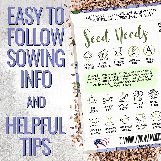 Seed Needs Chicory Seeds for Planting Cichorium intybus - Heirloom & Open Pollinated Wildflowers to Grow a Butterfly Garden that Attracts Butterflies, Bees & Other Pollinators (XL Pack)