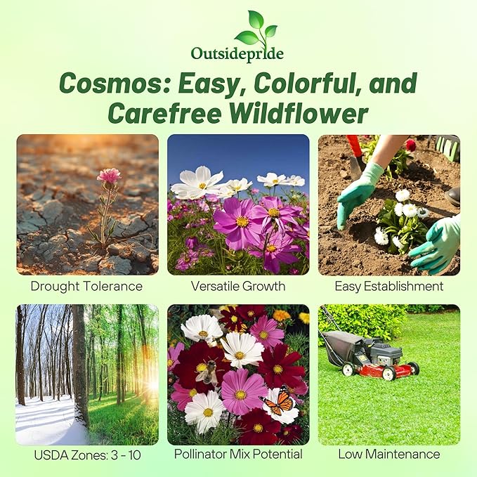 Outsidepride Sensation Mix Cosmos Bipannatus Seeds - 1 lb. Annual, Drought-Tolerant, Self-Sowing, Mixed Flower Seeds for Planting Outdoors, Easy-Grow Pollinator Garden & Cut Flowers (AAS Winner)