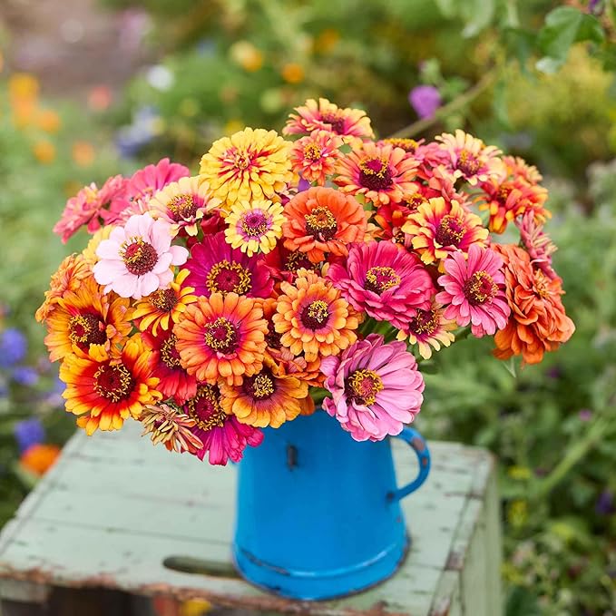 Eden Brothers Zinnia Seeds - Carrousel Mixed, Non-GMO Seeds for Planting, 1 lb | Low-Maintenance Flower Seeds, Plant During Spring, Zones 3, 4, 5, 6, 7, 8, 9, 10