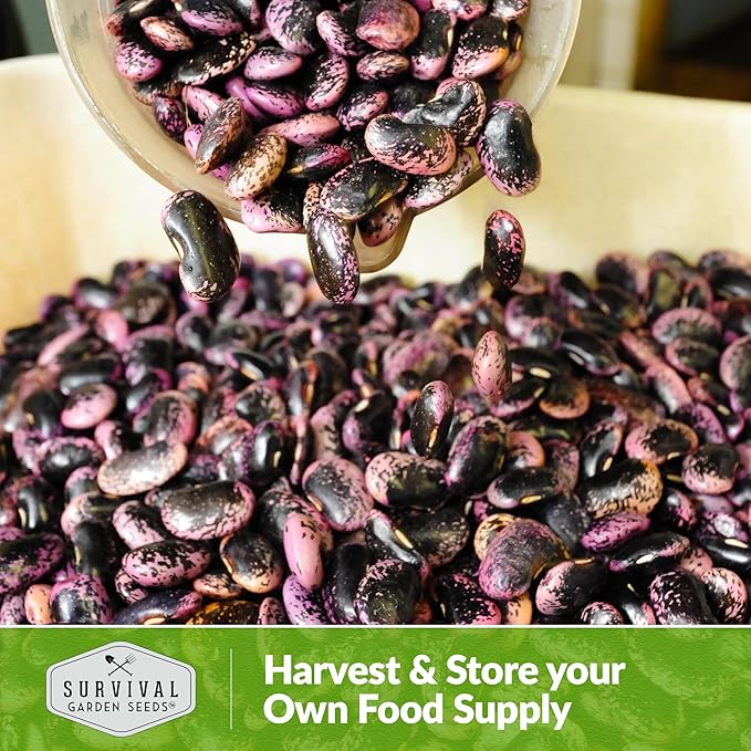 Scarlet Emperor Bean Seeds for Planting - Red Flowering Pole Beans & Ornamental Climbing Vine - Heirloom Non-GMO Pollinator-Friendly Variety for Vegetable Gardens - Survival Garden Seeds (3 Packs)
