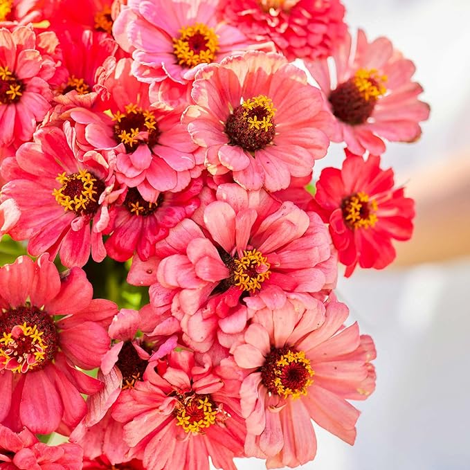 Eden Brothers Zinnia Seeds - Salmon Queen, Non-GMO Seeds for Planting, 1/4 lb | Low-Maintenance Flower Seeds, Plant During Spring, Zones 3, 4, 5, 6, 7, 8, 9, 10