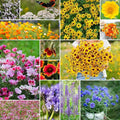 Eden Brothers Bird & Butterfly Wildflower Mixed Seeds for Planting, 1 lb, 480,000+ Seeds with Cosmos, Indian Blanket | Attracts Pollinators, Plant in Spring or Fall, Zones 3, 4, 5, 6, 7, 8, 9, 10