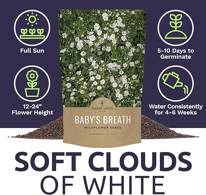 Showy Baby's Breath Seeds – Bulk Quarter Pound Bag – Over 80,000 Open Pollinated Non-GMO Wildflower Seeds – Gypsophila elegans – Quick Blooming White Flowers