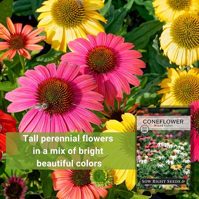 Sow Right Seeds - Mixed Color Coneflower Echinacea Seeds for Planting - Non-GMO Heirloom Ideal for Beautiful Flower Garden - Vibrant Cone Flowers - Perennial Blooms for Outdoor Gardens or Bouquets (1)
