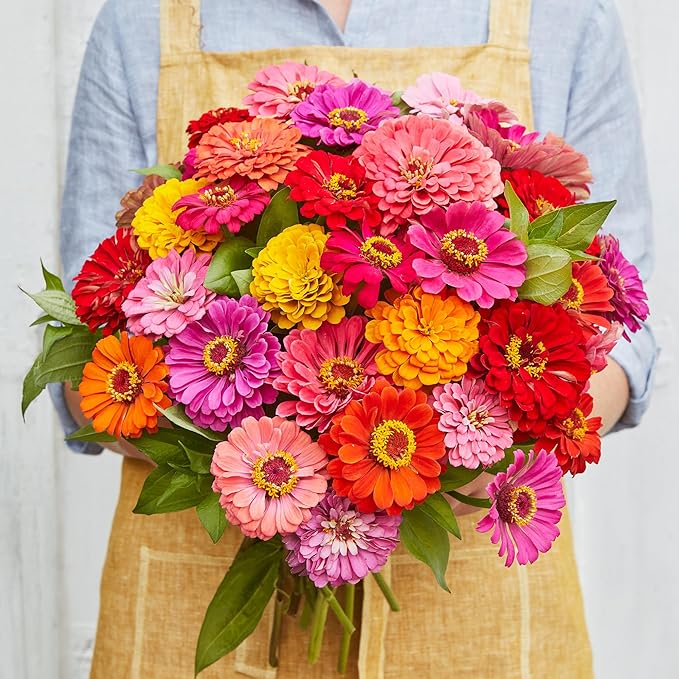 Burpee 'State Fair Mixed Colors' Zinnia Flower Seeds - 650mg Seed Packet for Home Gardening - Heirloom, Mildew Resistant, Annual Cut Flower, Vibrant Mixed Colors, Pollinator Friendly